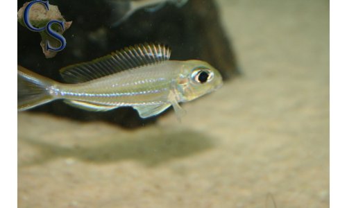 Xenotilapia ornatipinnis burundi